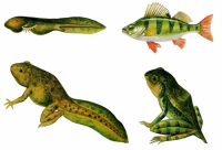 Модель-аппликация Цикл развития костной рыбы и лягушки - fgospostavki.ru - Рязань