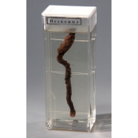 Влажный препарат "Пескожил" - fgospostavki.ru - Рязань