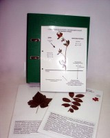 Гербарий к курсу основ общей биологии (20 листов, ламинированный) - fgospostavki.ru - Рязань