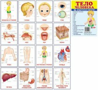 Раздаточные карточки "Тело человека" - fgospostavki.ru - Рязань