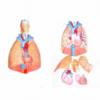 Модель "Система органов дыхания" - fgospostavki.ru - Рязань