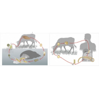 Модель-аппликация Цикл развития бычьего цепня и печеночного сосальщика - fgospostavki.ru - Рязань