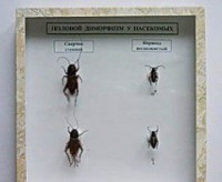 Коллекция энтомологическая "Половой диморфизм" - fgospostavki.ru - Рязань