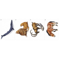 Модель-аппликация Многообразие хордовых. Млекопитающие - fgospostavki.ru - Рязань