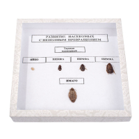 Коллекция "Развитие насекомых с неполным превращением" - fgospostavki.ru - Рязань