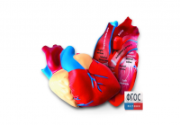 Модель сердца человека (анатомическая) - fgospostavki.ru - Рязань