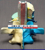 Модель "Части позвоночника человека" - fgospostavki.ru - Рязань