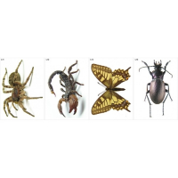 Модель-аппликация Многообразие беспозвоночных - fgospostavki.ru - Рязань