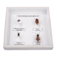 Коллекция энтомологическая "Насекомые вредители" - fgospostavki.ru - Рязань