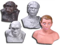 Комплект палеонтологических моделей "Происхождение человека" - fgospostavki.ru - Рязань