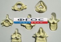 Модель "Позвонки" (из 7 штук) - fgospostavki.ru - Рязань