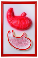 Барельефная модель "Желудок" - fgospostavki.ru - Рязань