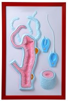 Барельефная модель "Строение гидры" - fgospostavki.ru - Рязань