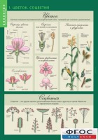 Комплект таблиц. Биология 6 класс. Растения, грибы, лишайники - fgospostavki.ru - Рязань