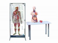 Интерактивный учебный комплекс "Анатомический атлас 3D" - fgospostavki.ru - Рязань