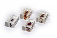 Комплект микропрепаратов для стереомикроскопа - fgospostavki.ru - Рязань