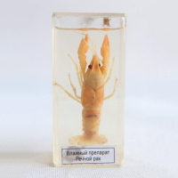 Влажный препарат "Рак речной" - fgospostavki.ru - Рязань