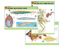 Комплект таблиц по биологии демонстрационных "Зоология 2" (16 таблиц, формат А1, ламинированные) - fgospostavki.ru - Рязань