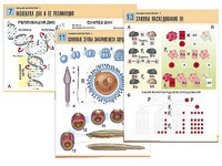 Комплект таблиц по биологии демонстрационных "Общая биология 1" (16 таблиц, формат А1, ламинированные) - fgospostavki.ru - Рязань