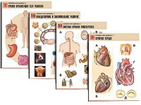 Комплект таблиц по биологии демонстрационных "Человек и его здоровье 1" (20 таблиц, формат А1, ламинированные) - fgospostavki.ru - Рязань