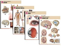 Комплект таблиц по биологии демонстрационных "Человек и его здоровье 2" (10 таблиц, формат А1, ламинированные) - fgospostavki.ru - Рязань