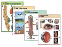 Комплект таблиц по всему курсу биологии (120 штук, формат А1, полноцветные, ламинированные) - fgospostavki.ru - Рязань