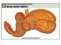 Рельефная таблица "Желудок жвачного животного" (формат А1, матовое ламинирование) - fgospostavki.ru - Рязань