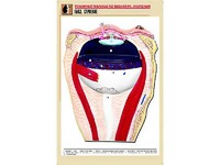 Рельефная таблица "Глаз. Строение" (формат А1, матовое ламинирование) - fgospostavki.ru - Рязань