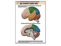 Рельефная таблица "Доли полушарий головного мозга" (формат А1, матовое ламинирование) - fgospostavki.ru - Рязань