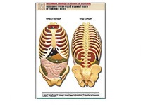 Рельефная таблица "Расположение органов грудной и брюшной полостей по отношению к скелету"(формат А1, ламинированная) - fgospostavki.ru - Рязань