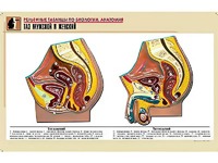 Рельефная таблица "Таз мужской и женский" (формат А1, матовое ламинирование) - fgospostavki.ru - Рязань