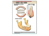 Рельефная таблица "Челюсти и зубы человека" (формат А1, матовое ламинирование) - fgospostavki.ru - Рязань