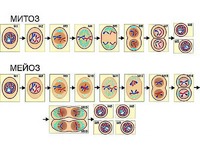 Модель-аппликация "Деление клетки. Митоз и мейоз" (ламинированная) - fgospostavki.ru - Рязань