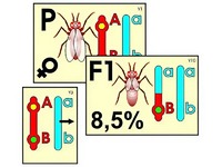 Модель-аппликация "Перекрест хромосом" (ламинированная) - fgospostavki.ru - Рязань