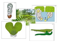 Модель-аппликация "Размножение папоротника" (ламинированная) - fgospostavki.ru - Рязань