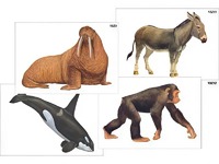 Модель-аппликация "Разнообразие высших хордовых 2. Млекопитающие" (ламинированная) - fgospostavki.ru - Рязань