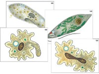 Модель-аппликация "Строение и разнообразие простейших" (ламинированная) - fgospostavki.ru - Рязань