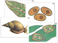 Модель-аппликация "Циклы развития печеночного сосальщика и бычьего цепня" (ламинированная) - fgospostavki.ru - Рязань