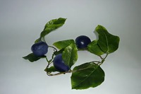 Ветка муляжей "Слива" - fgospostavki.ru - Рязань