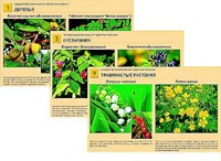 Гербарий фотографический "Ядовитые растения" - fgospostavki.ru - Рязань