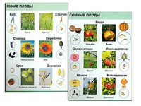 Коллекция "Семена и плоды" - fgospostavki.ru - Рязань