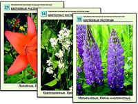 Гербарий фотографический "Основные группы растений" - fgospostavki.ru - Рязань