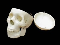 Модель "Череп человека" - fgospostavki.ru - Рязань