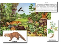 Магнитный плакат-аппликация "Лес: биоразнообразие и взаимосвязи в сообществе" - fgospostavki.ru - Рязань