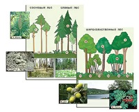 Гербарий фотографический "Растительные сообщества. Лес" (раздаточный) - fgospostavki.ru - Рязань