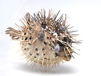 Сухой препарат "Еж-рыба морская" - fgospostavki.ru - Рязань