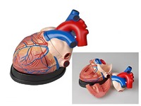 Модель сердца в разрезе (демонстрационная) - fgospostavki.ru - Рязань