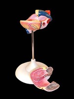 Модель сердца (лабораторная) - fgospostavki.ru - Рязань