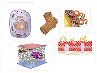 Модель-аппликация "Строение клетки" (ламинированная) - fgospostavki.ru - Рязань