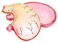 Модель желудка в разрезе - fgospostavki.ru - Рязань